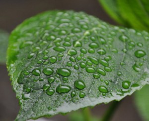 Blatt mit Tautropfen